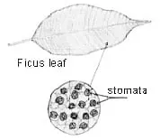 Leaf problem picture